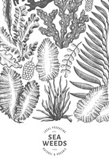 Seaweed design template. Hand drawn vector seaweeds illustration. Engraved style sea food banner. Retro sea plants background © lubovchipurko