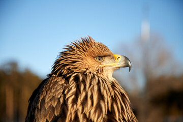 side view portrait Steppe Eagle Aquila nipalensis