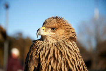 side view portrait Steppe Eagle Aquila nipalensis