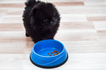 Spitz puppy eating on the kitchen floor