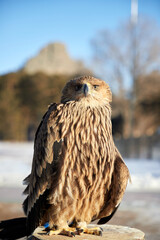  portrait Steppe Eagle Aquila nipalensis with blurred background