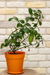 Young plant Faustrimedin, Microcitronella, hybrid between Microcitrus and Calamondin in a orange pot with unripe green fruits against decorative brick wall background. Indoor citrus tree growing