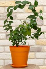 Young plant Faustrimedin, Microcitronella, hybrid between Microcitrus and Calamondin in a orange pot with unripe green fruits against decorative brick wall background. Indoor citrus tree growing