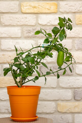 Fototapeta na wymiar Young plant Faustrimedin, Microcitronella, hybrid between Microcitrus and Calamondin in a orange pot with unripe green fruits against decorative brick wall background. Indoor citrus tree growing