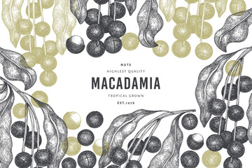 Hand drawn macadamia branch and kernels design template. Organic food vector illustration on white background. Retro nut illustration. Engraved style botanical banner. - obrazy, fototapety, plakaty