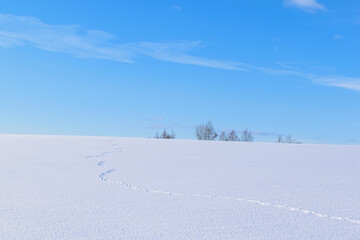 北海道、雪原の足跡