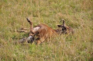 Upolowana przez lwicę antylopa gnu . Rezerwat Masai Mara, Kenia - obrazy, fototapety, plakaty