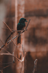 Picture of a bird called the 