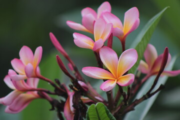 Fototapeta premium pink magnolia flower