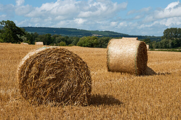Straw bales on a agricultural landscape in the summertime.