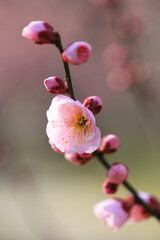 ピンク色の梅の花（見驚）
