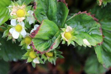 Calcium deficiency in strawberry plant. damaged strawberry leaves, strawberry diseases and...