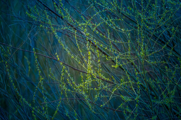 Fototapeta na wymiar Beautiful fresh, green spring leaves on the branches. Natural scenery of trees in spring in Northern Europe.