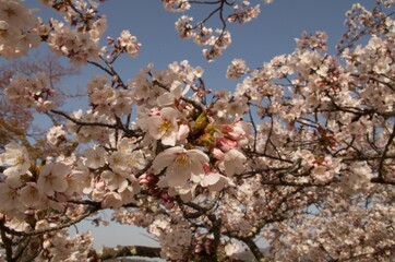 桜