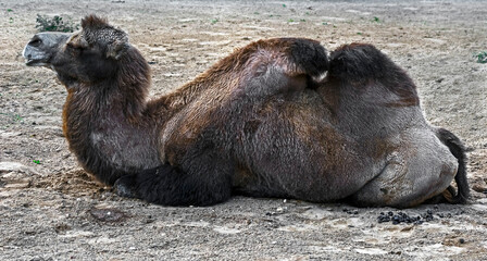 Bactrian camel on the sand. Latin name - Camelus bactrianus