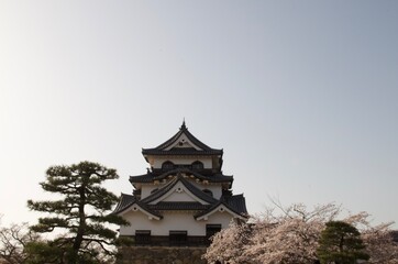 彦根城と桜
