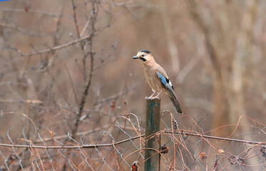 Beautiful bird Jay sits on a fence in the autumn rain on the background of the forest...
