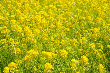 The name of these flowers is Turnip rape, Chinese colza.
Scientific name is Brassica rapa L. var. nippo-oleifera (syn. B. campestris L.) 