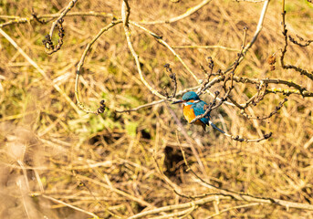 Single Kingfisher water level eye line view perched on branch over river with dense foliage in background