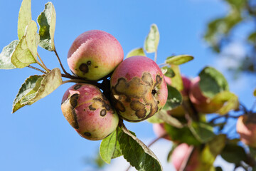 Fruits Infected by the Apple scab Venturia inaequalis. Orchard problems