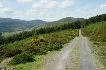 Fototapeta na wymiar The road leading to the forest in the Wicklow mountains.