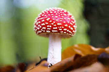 Fly agaric or fly Amanita mushroom, Amanita muscaria