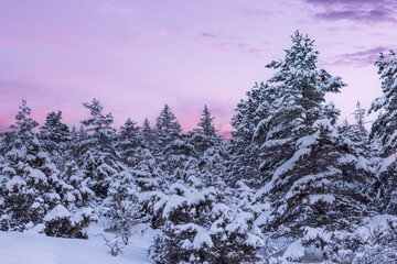 French winter landscapes. Panoramic view of mountain with snow covered firs. Vercors Regional Natural Park.