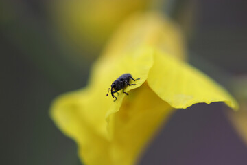 Ceutorhynchus pallidactylus cabbage stem weevil, 