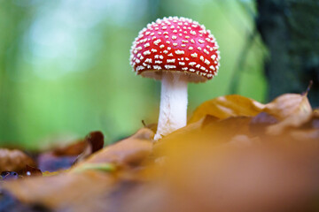 Fly agaric or fly Amanita mushroom, Amanita muscaria