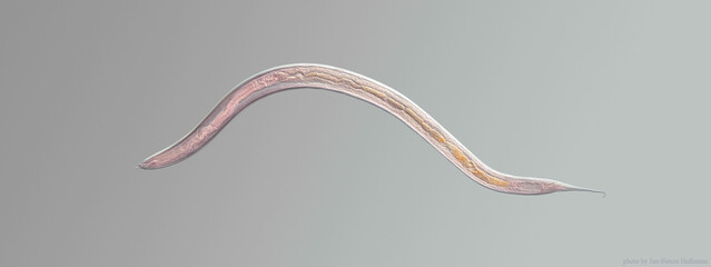 Nematode roundworm stained under the phase contrast microscope