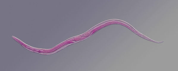 Nematode roundworm stained under the phase contrast microscope