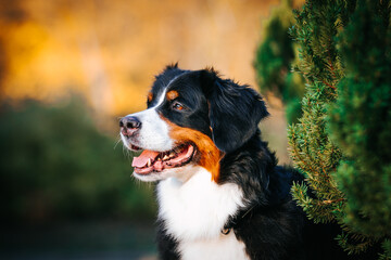 Bernese mountain dog female in the beautiful autumn park.