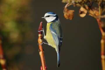 A Blue tit perched on a twig.