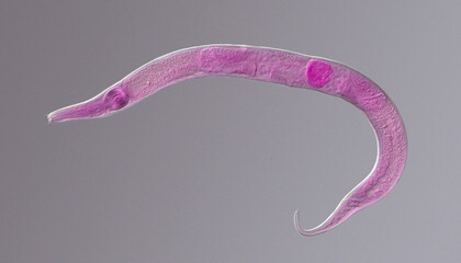Nematode roundworm stained under the phase contrast microscope