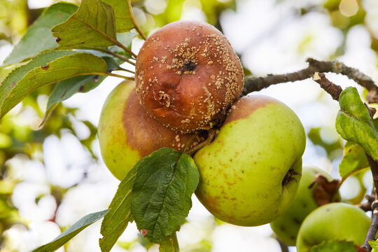 Rotten apple. Fruits Infected by the Apple Monilia fructigena