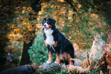 Bernese mountain dog female in the beautiful autumn park.