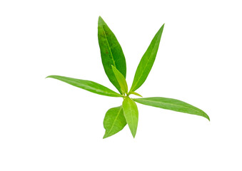 Green leaves with isolated white back ground full depth of field