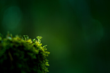 Beautiful closeup of small lichen growing on the forest froor in spring. Natural scenery with shallow depth of field. Woodlands in Northern Europe.