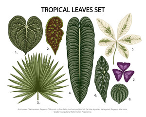 Leaves set vector botanical illustration, tropical exotic plant, jungle foliage isolated on white background. - obrazy, fototapety, plakaty