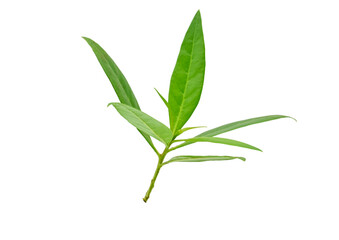 Naklejka premium Green leaves with isolated white back ground full depth of field