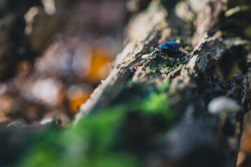 Closeup photograph of a dung beetle on a weathered wooden log.