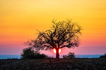 Fototapeta premium Setting sun behind a single tree with colourful gradient in the sky