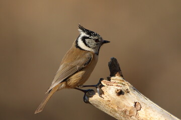 Obraz premium A Crested tit perched.
