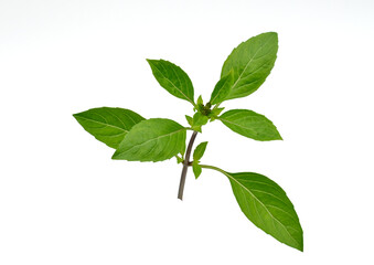 basil Green leaves with isolated white back ground full depth of field