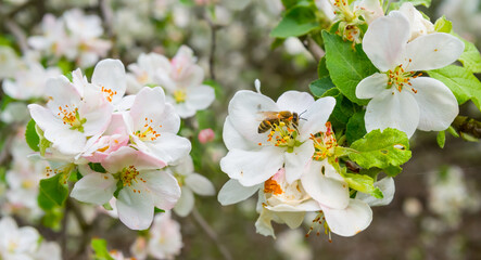 closeup apple tree branch in a blossom, spring rural background