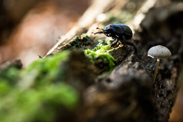 Closeup photograph of a dung beetle on a weathered wooden log.