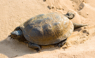 closeup turtle crawling on a sand