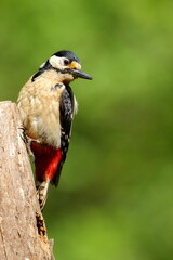 A Great-spotted woodpecker perched on the side of a tree stump.