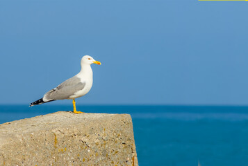 closeup seagull on the stone above  a sea