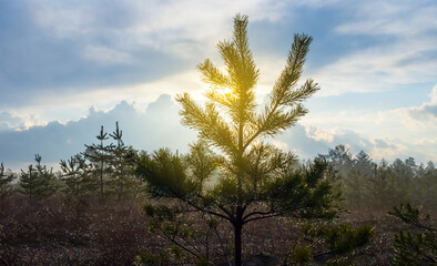 wet forest in the light of sun, natural spring background